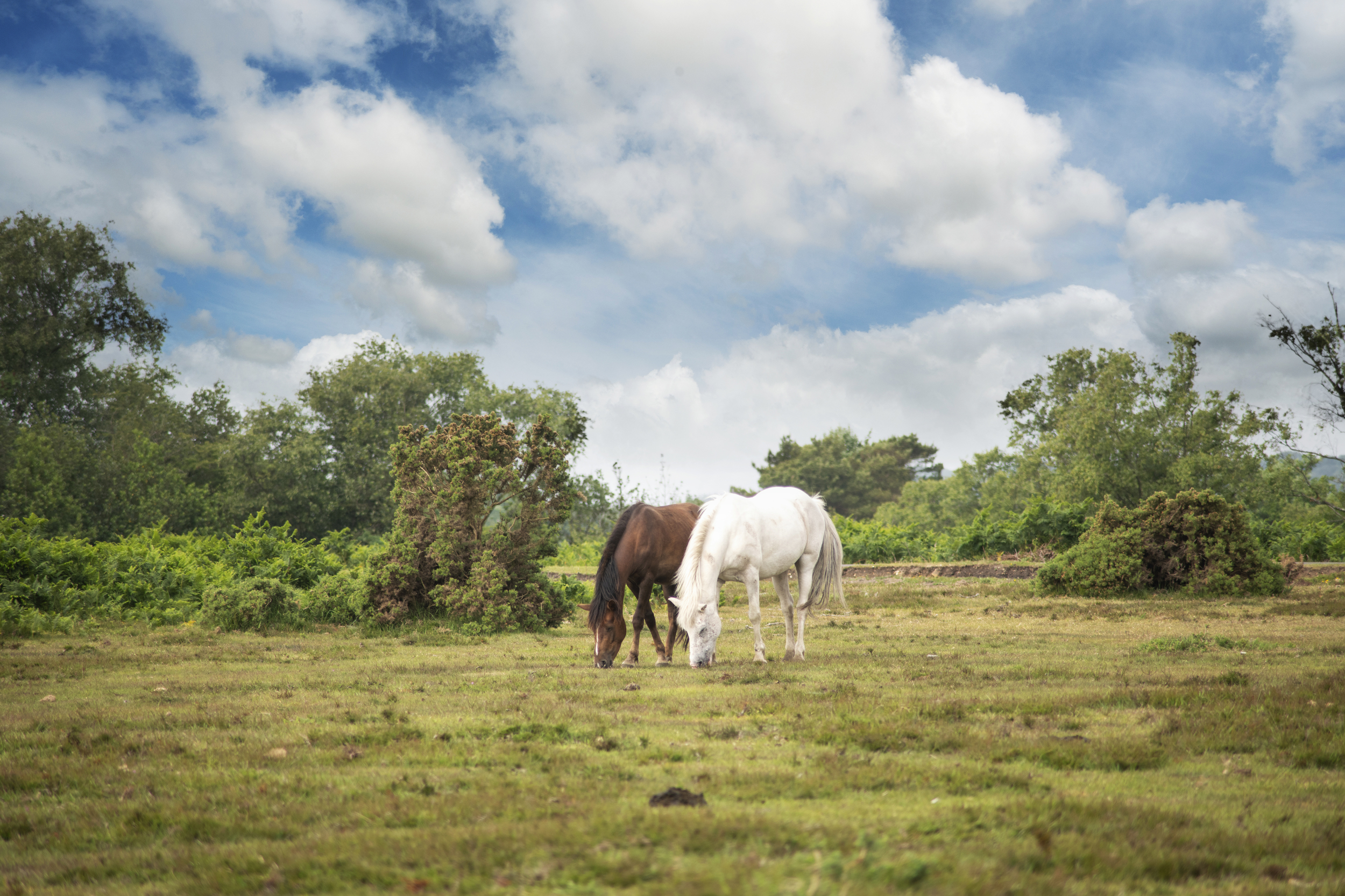 Ponies grazing in the New Forest